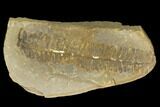 Pecopteris Fern Fossil (Pos/Neg) - Mazon Creek #92303-2